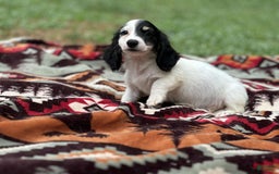 Miniature Dachshund dogs for sale: Half and half - Image 1
