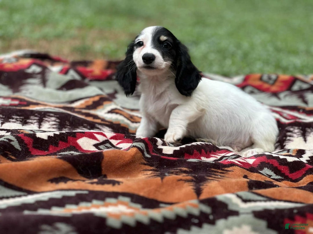 Miniature Dachshund dogs for sale: Half and half - Image 1