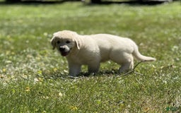 Golden Retriever dogs for sale: Nova - Image 4