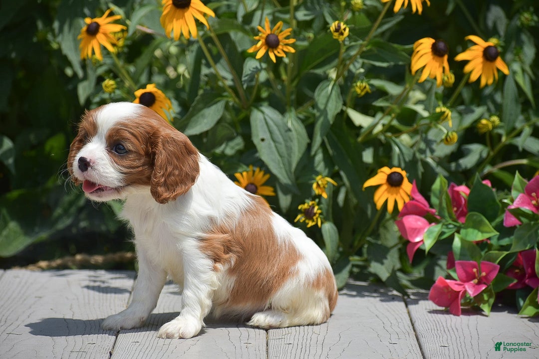 Cavalier King Charles Spaniel dogs for sale: Bethany - Image 4
