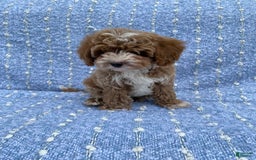 Cavapoo dogs for sale: Chester - Image 2