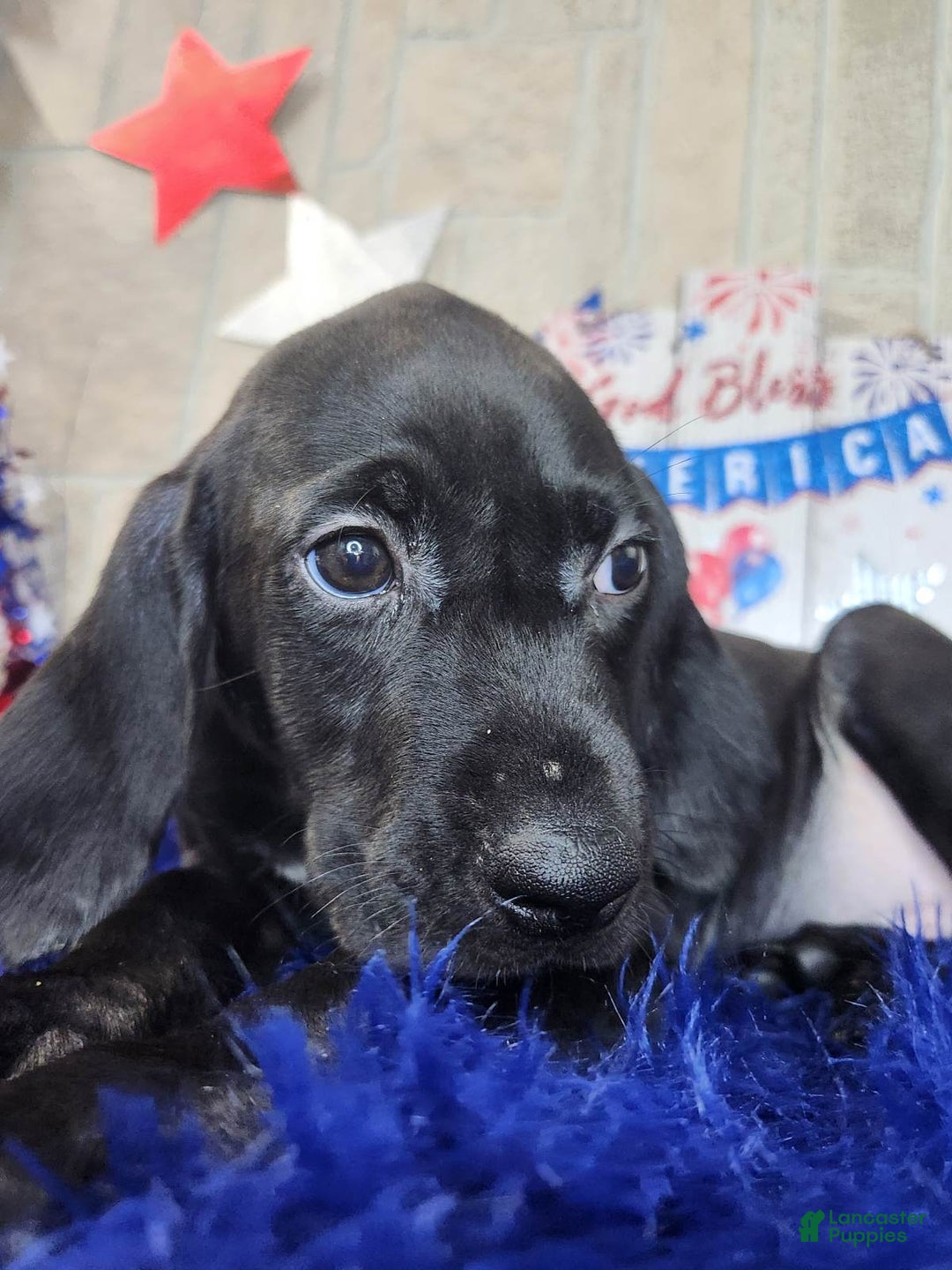 English Springer Spaniel dogs for sale: Boden - Image 1