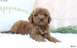 Goldendoodle dogs for sale: Mike - Image 4