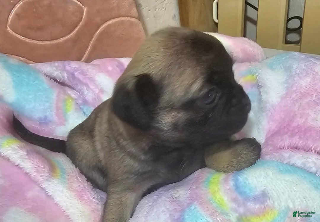 Pug dogs for sale: Candy - Image 14
