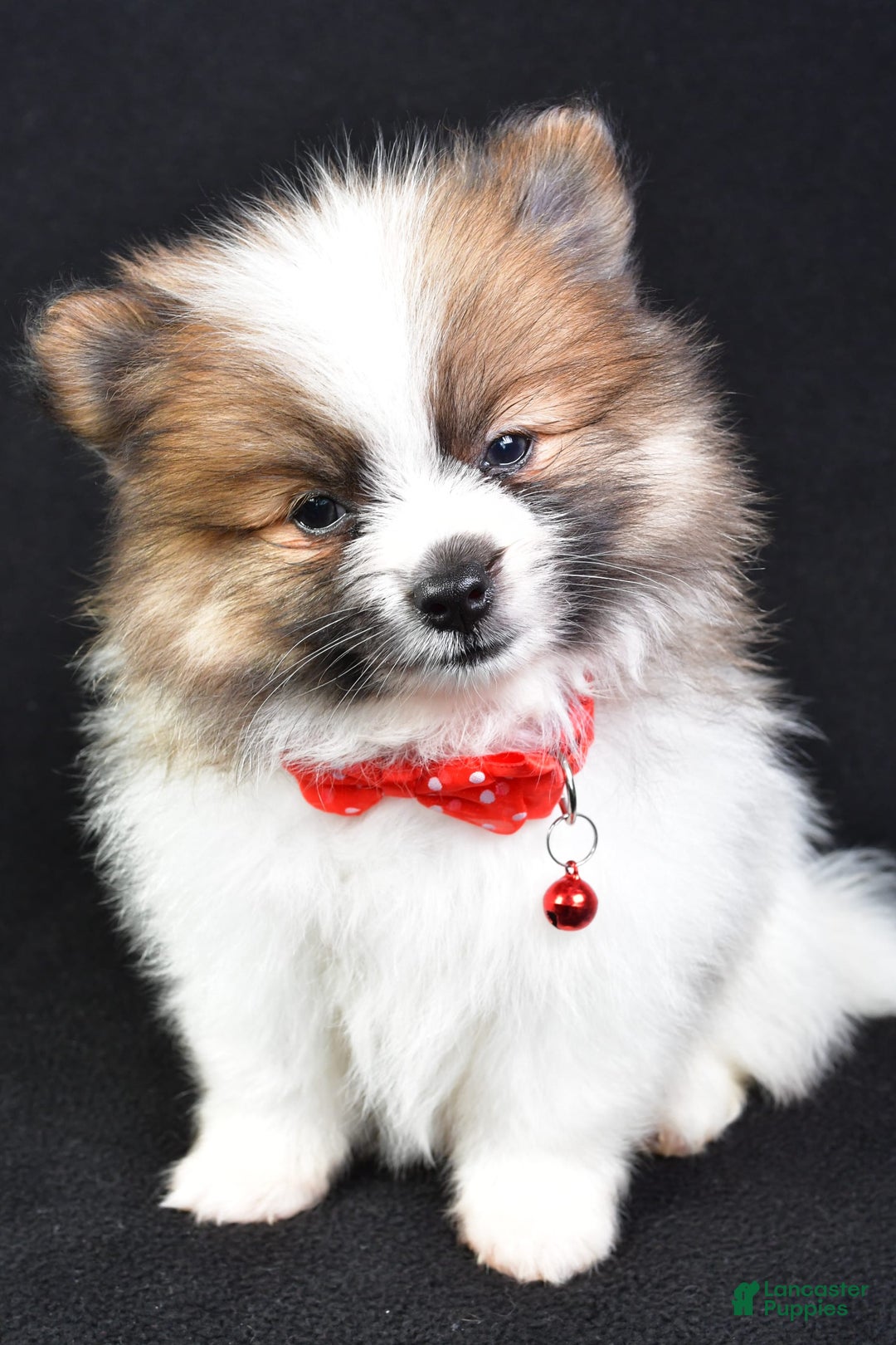 Pomeranian dogs for sale: Edger - Image 6
