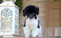 Miniature Poodle dogs for sale: Nugget - Image 9