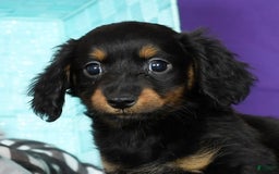 Miniature Dachshund dogs for sale: Daisy - Image 3