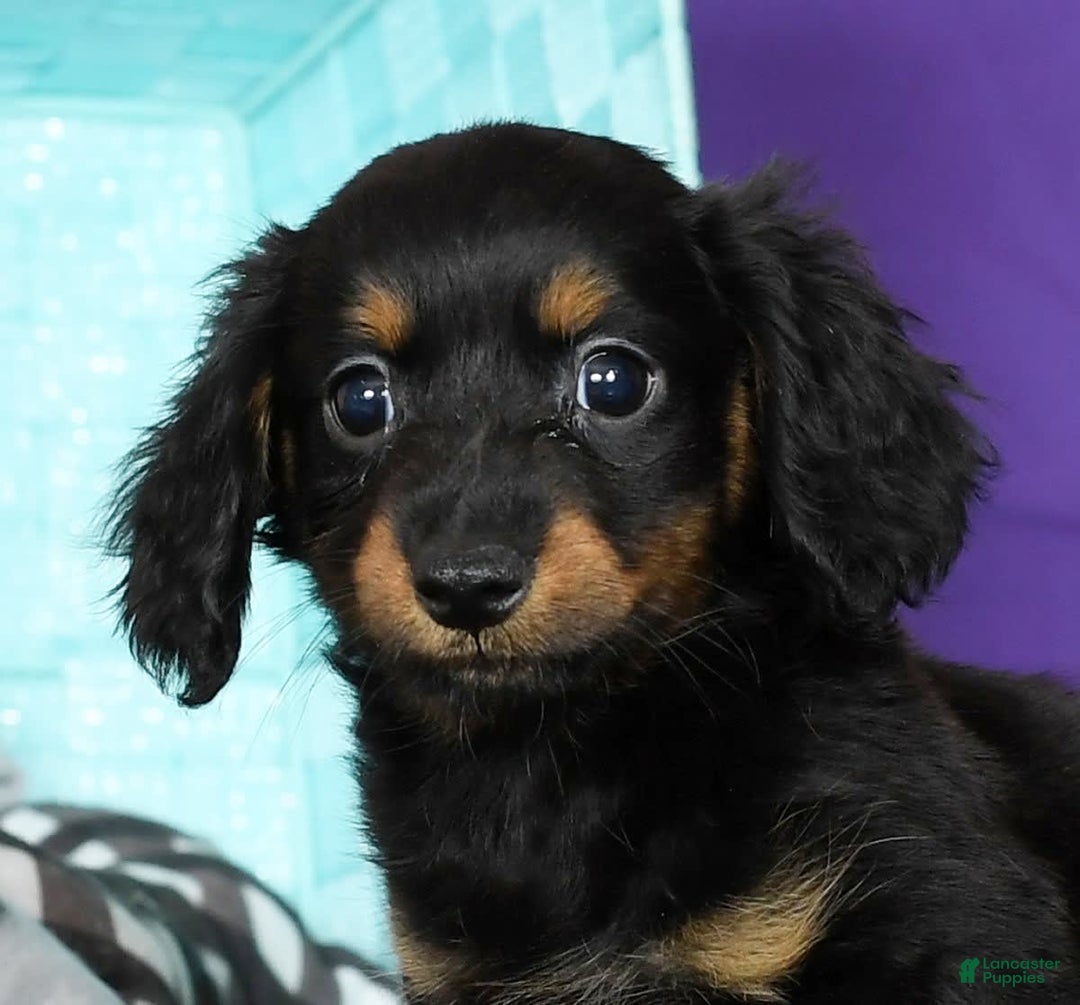 Miniature Dachshund dogs for sale: Daisy - Image 3