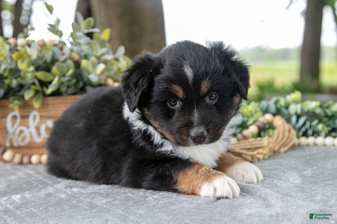 Miniature Australian Shepherd dogs for sale: Diana - Image 3