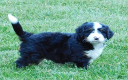 Mini Bernedoodle dogs for sale: Konnor - Image 3