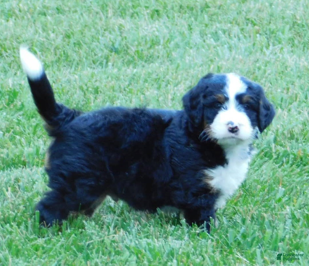 Mini Bernedoodle dogs for sale: Konnor - Image 3