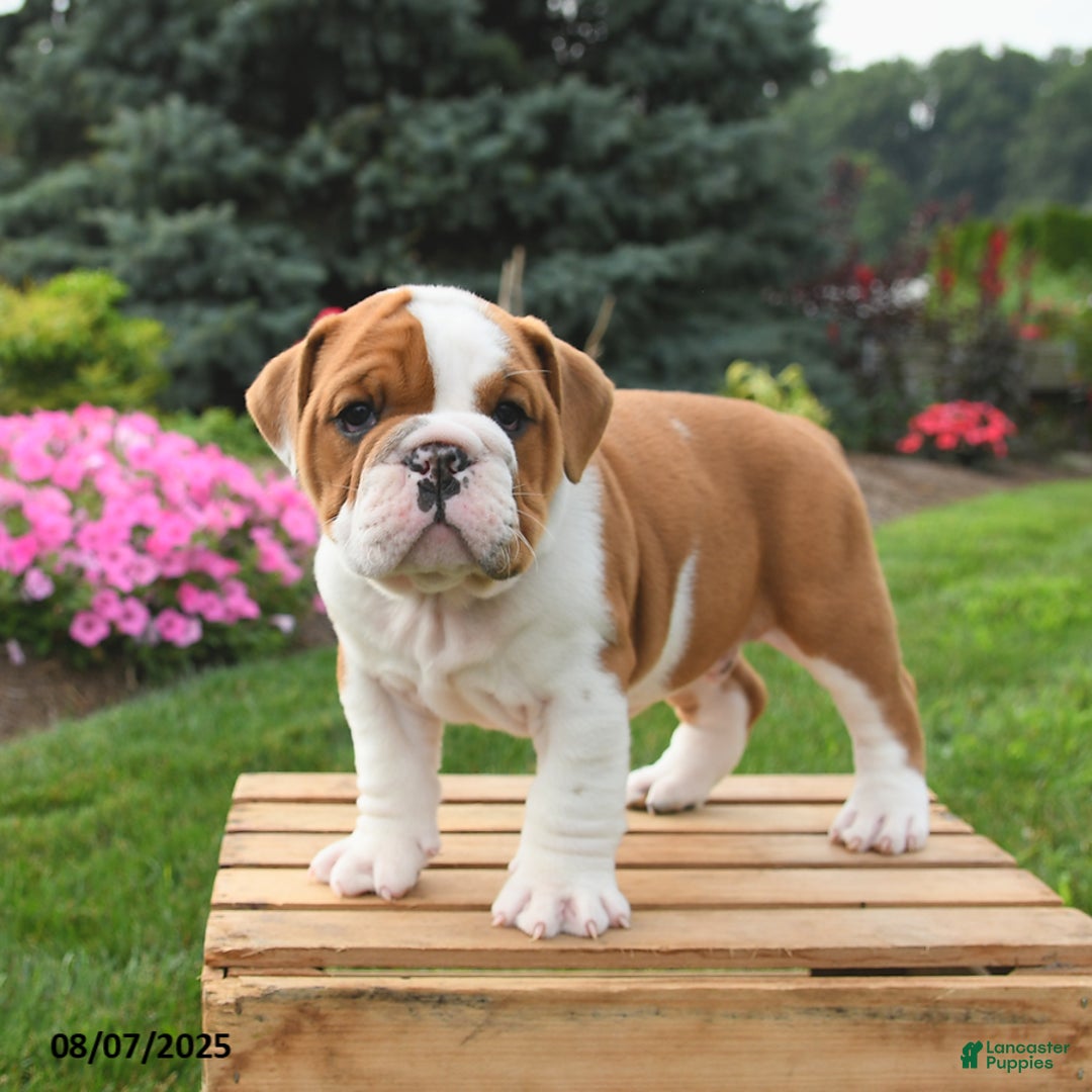 English Bulldog dogs for sale: Charlie - Image 2