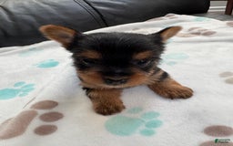 Yorkshire Terrier dogs for sale: Buddy - Image 7