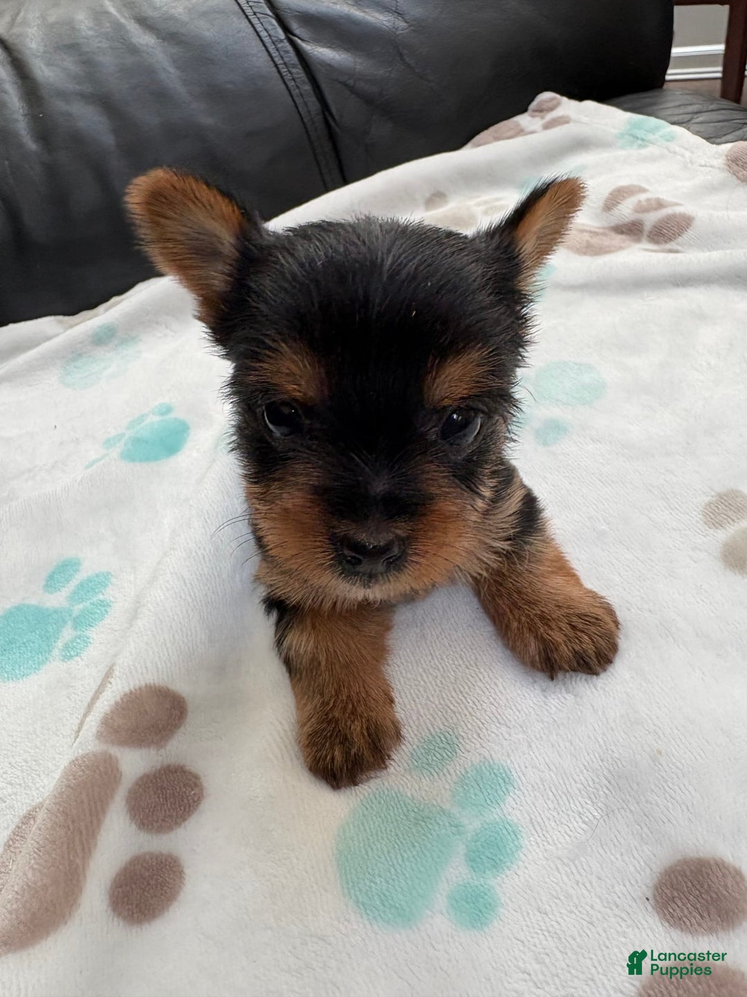 Yorkshire Terrier dogs for sale: Buddy - Image 7