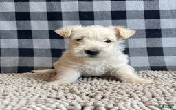 Scottish Terrier dogs for sale: Sheena - Image 5