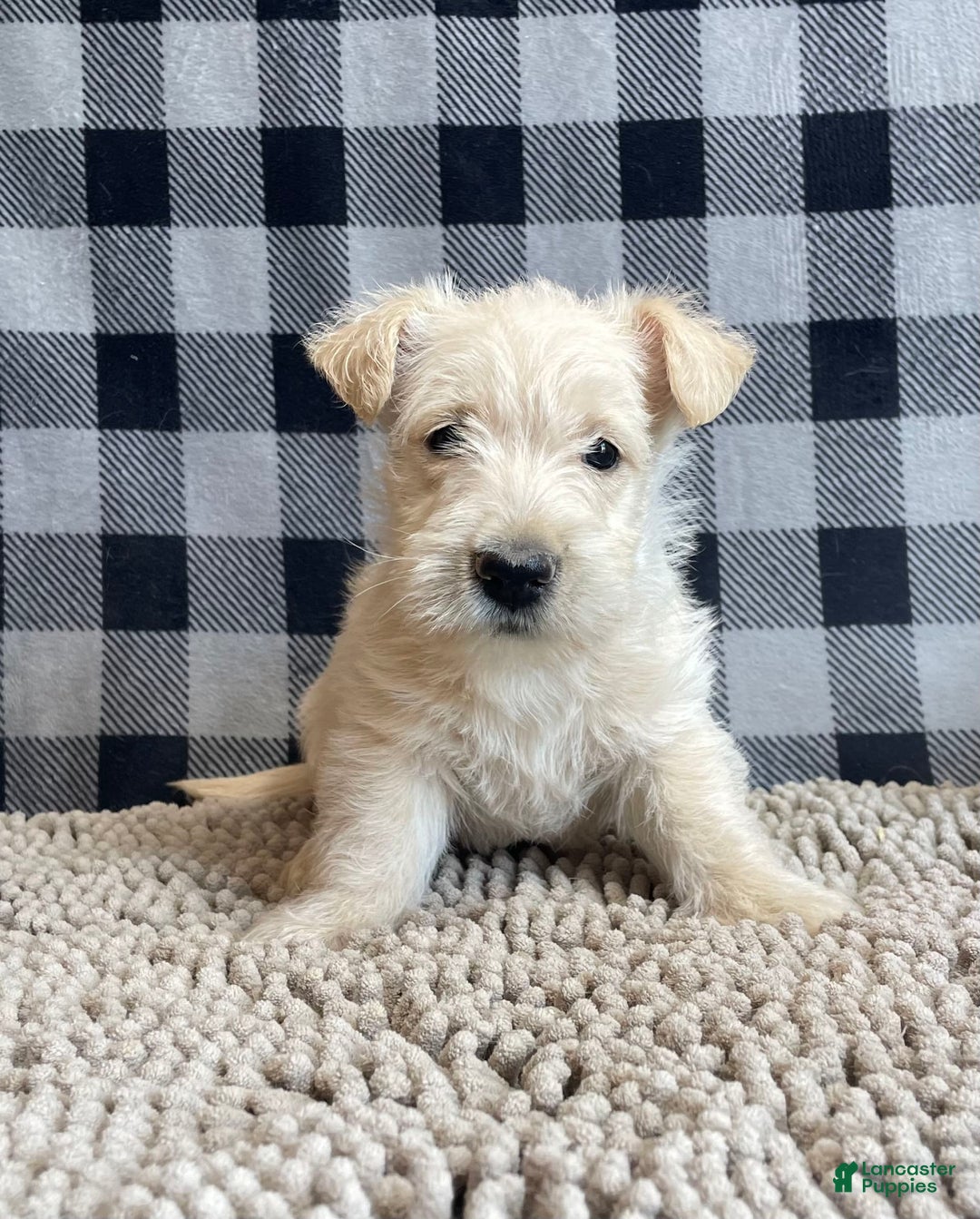 Scottish Terrier dogs for sale: Sheena - Image 5
