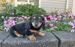 Miniature Dachshund dogs for sale: Mason - Image 3