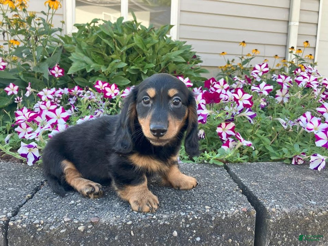 Miniature Dachshund dogs for sale: Mason - Image 3