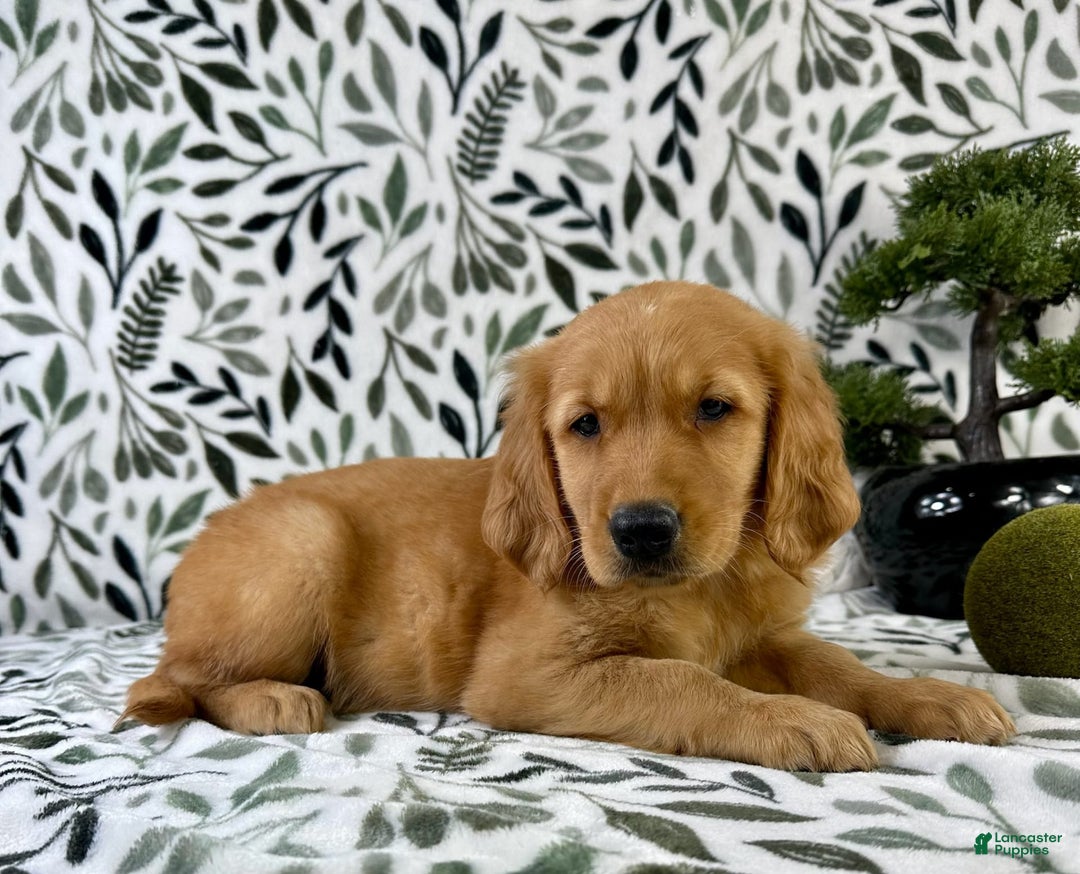 Golden Retriever dogs for sale: George - Listing for pets: George, Garrison, Geo - Image 2