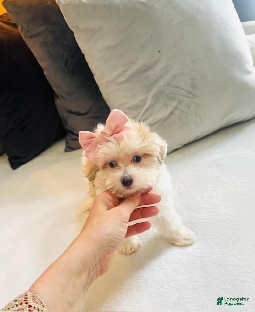 Maltipoo dogs for sale: Maltipoo - Image 2