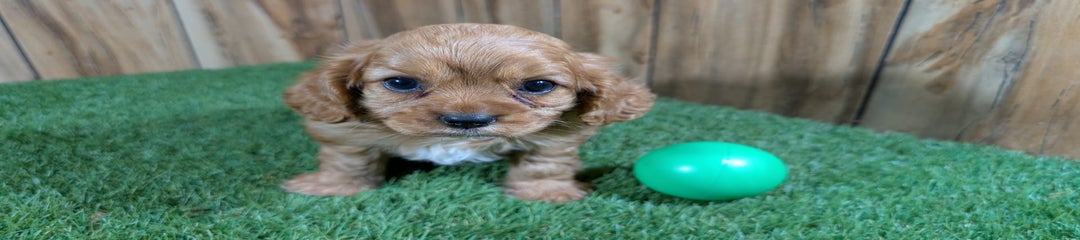 Bridgette Boy 2