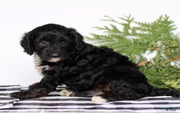 Mini Goldendoodle dogs for sale: Korina - Image 4
