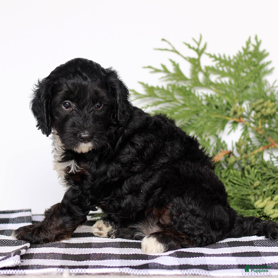 Mini Goldendoodle dogs for sale: Korina - Image 4
