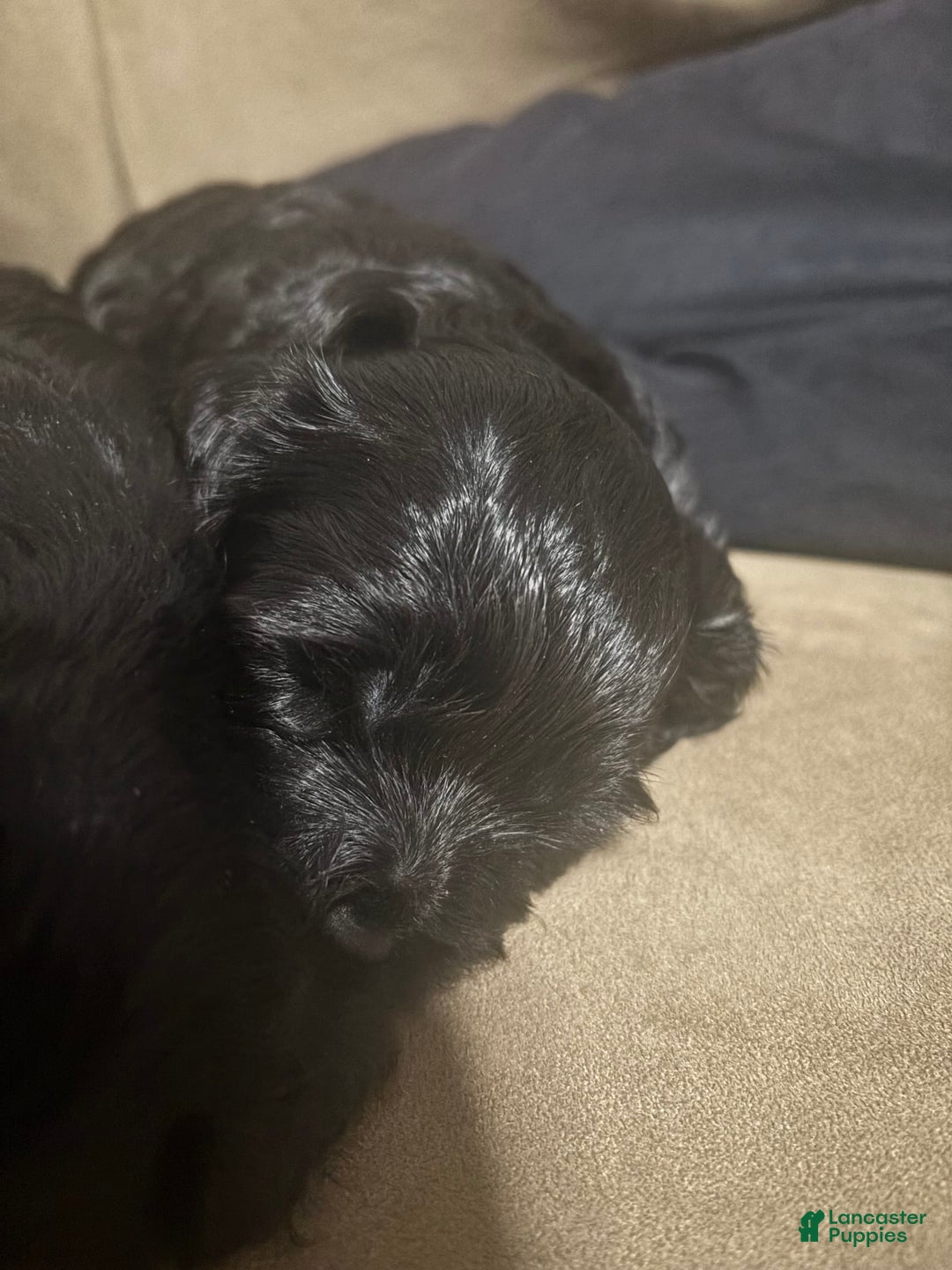 Cavapoo dogs for sale: Smokey - Image 3