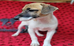 Jack Russell Terrier dogs for sale: Jack Russell Male Puck - Image 5