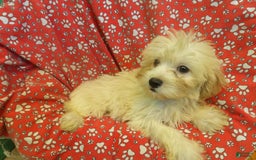 Aussiedoodle dogs for sale: SNOW - Image 5