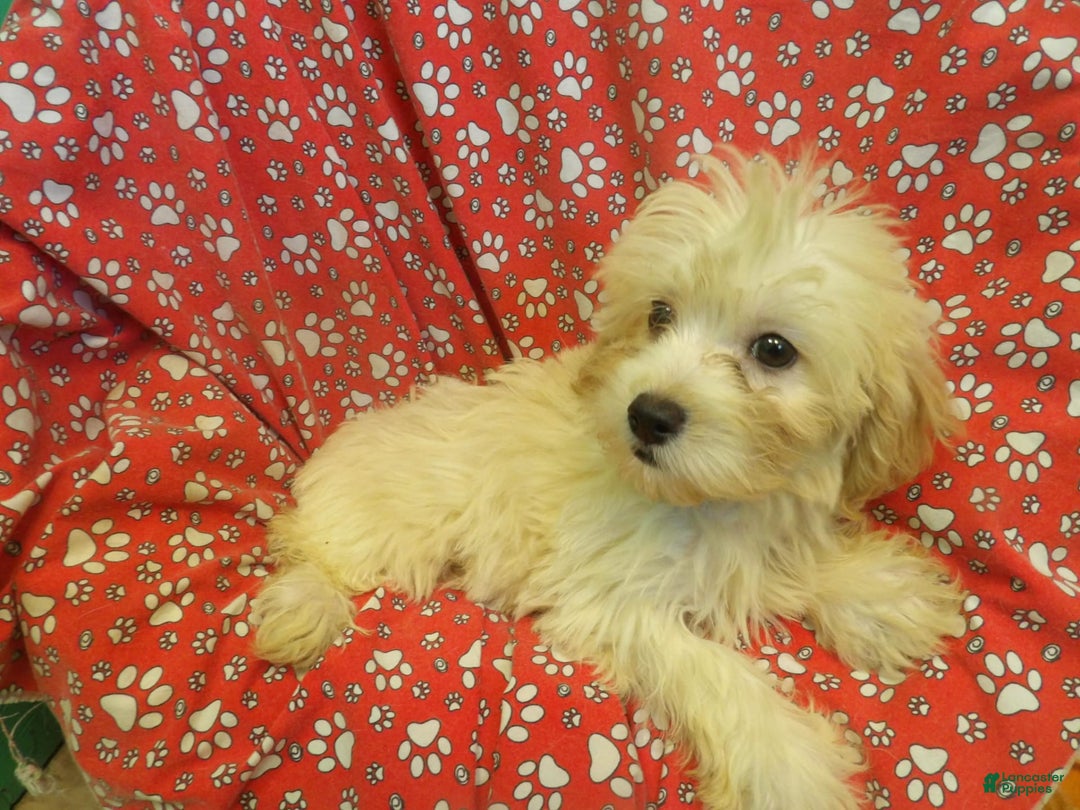 Aussiedoodle dogs for sale: SNOW - Image 5