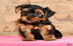 Yorkshire Terrier dogs for sale: Connor - Image 8
