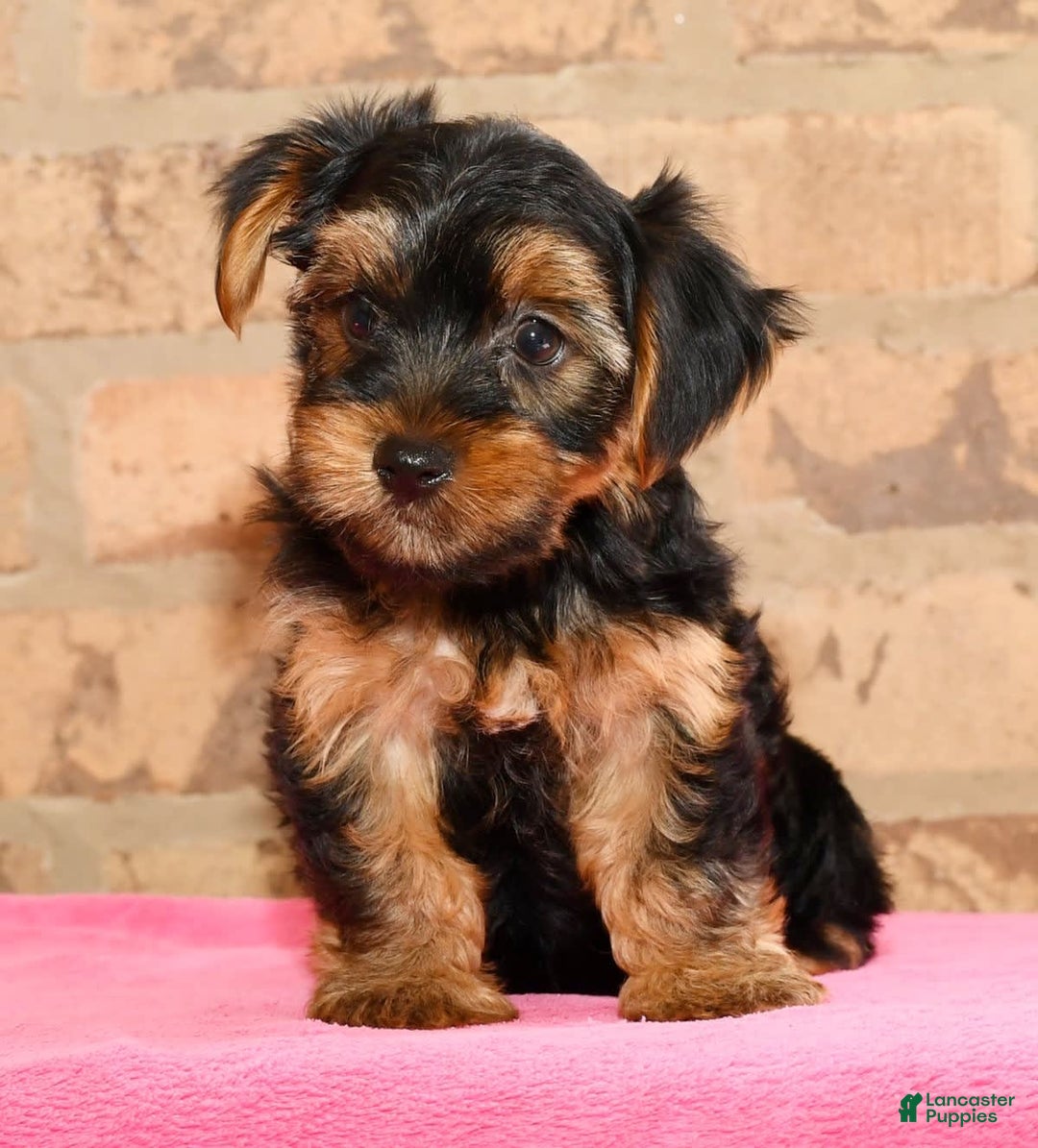 Yorkshire Terrier dogs for sale: Connor - Image 8