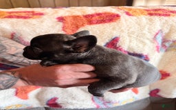 French Bulldog dogs for sale: Luna - Image 2
