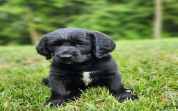 Labradoodle dogs for sale: Maddie - Image 2