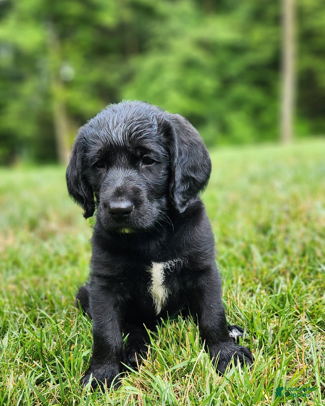Labradoodle dogs for sale: Maddie - Image 2