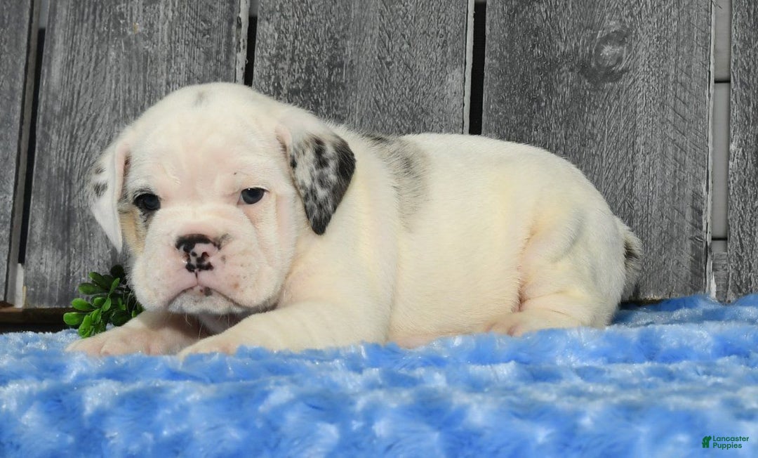 Beabull dogs for sale: Irving - Image 5