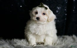 Maltipoo dogs for sale: Atticus - Image 7