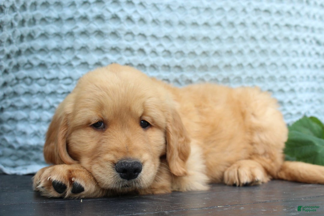 Golden Retriever dogs for sale: Uno - Image 4