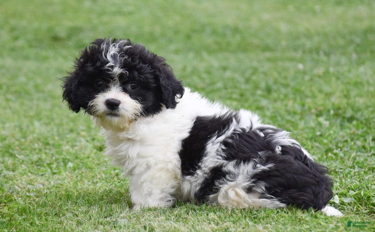 Teddy Bear dogs for sale - Ad 4