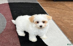 Maltipoo dogs for sale: Robbie - Image 6