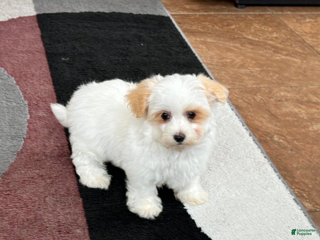 Maltipoo dogs for sale: Robbie - Image 6