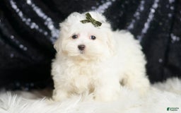 Maltipoo dogs for sale: Maltipoo 3 puppies - Image 10