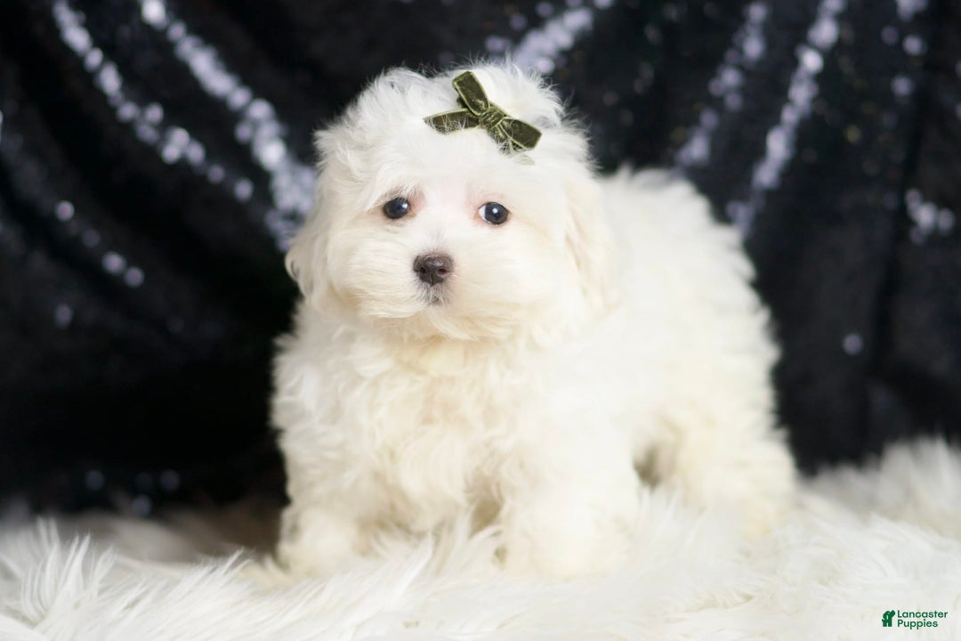 Maltipoo dogs for sale: Maltipoo 3 puppies - Image 10