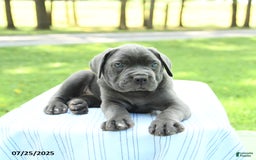 Cane Corso dogs for sale: Sapphire - Image 4