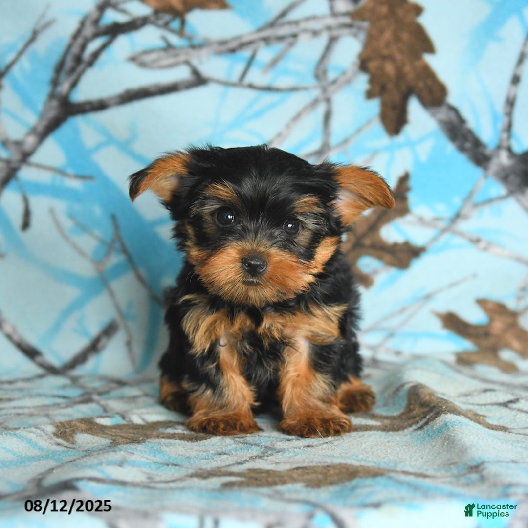 Yorkshire Terrier dogs for sale: Quentin - Image 2