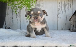 French Bulldog dogs for sale: Sophie - Image 6