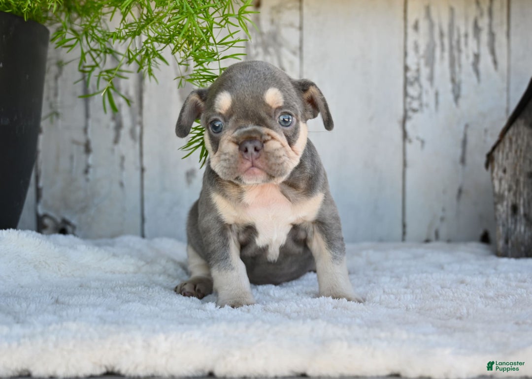 French Bulldog dogs for sale: Sophie - Image 6