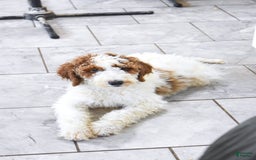Goldendoodle dogs for sale: Oliver - Image 3