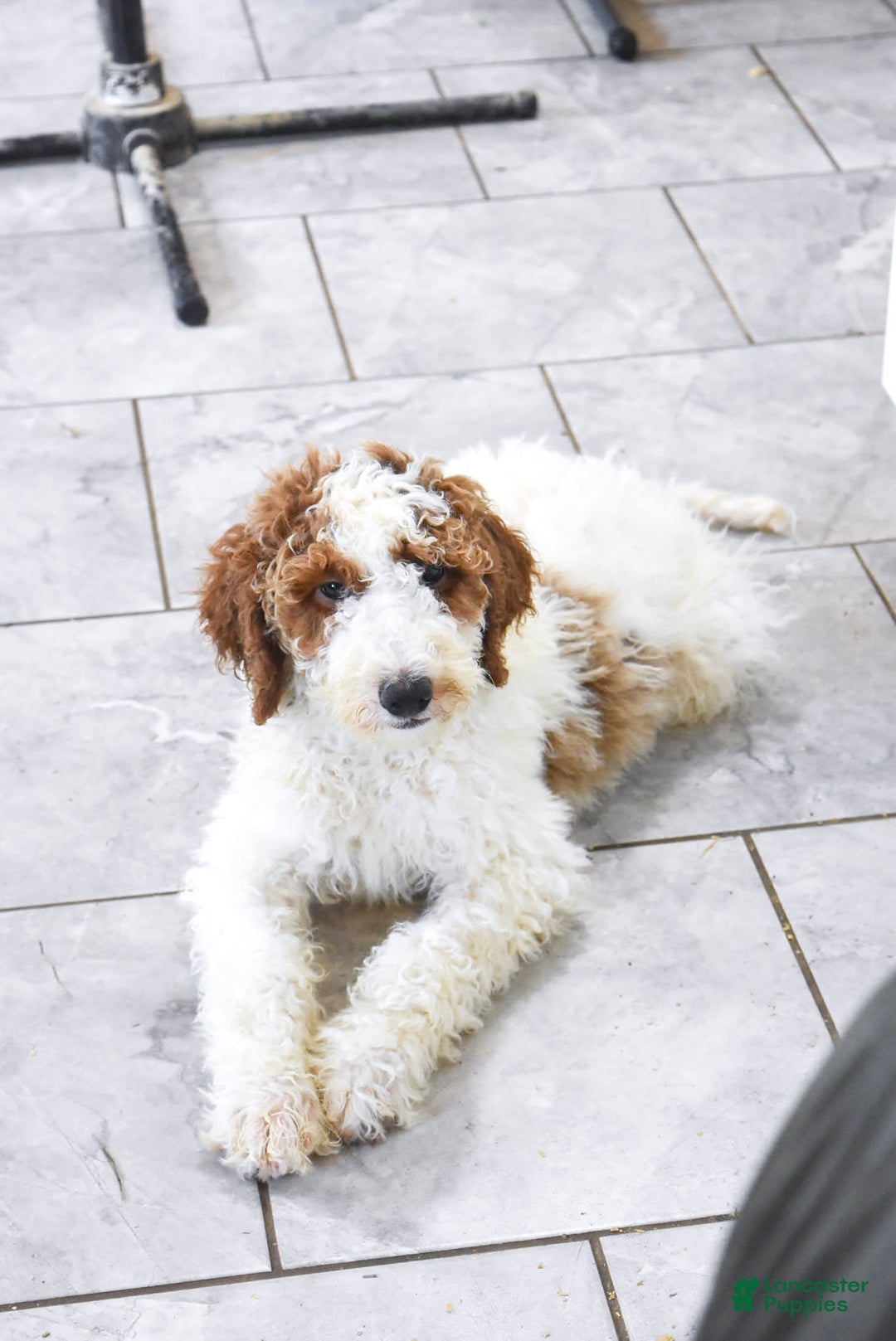 Goldendoodle dogs for sale: Oliver - Image 3